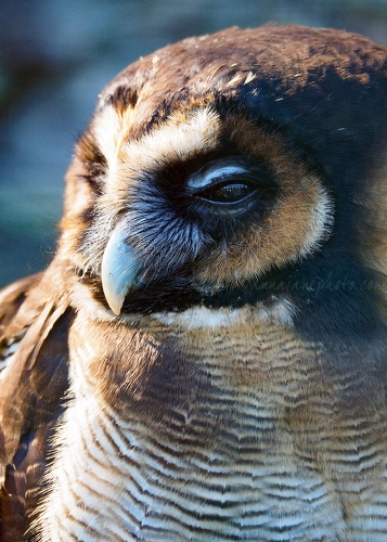 20180405-brown-wood-owl.jpg