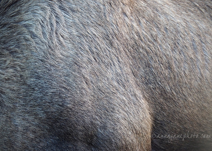 20181021-eurasian-elk-hair.jpg