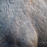 20181021-eurasian-elk-hair.jpg