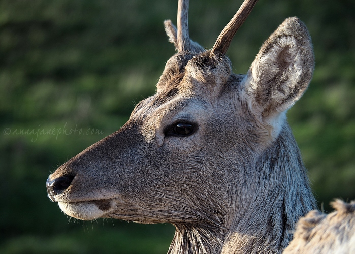 20181021-bukhara-deer.jpg
