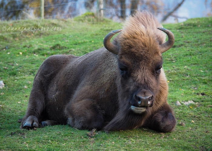 20181021-european-bison.jpg