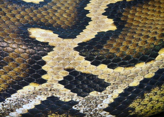 20181223-burmese-python-skin.jpg