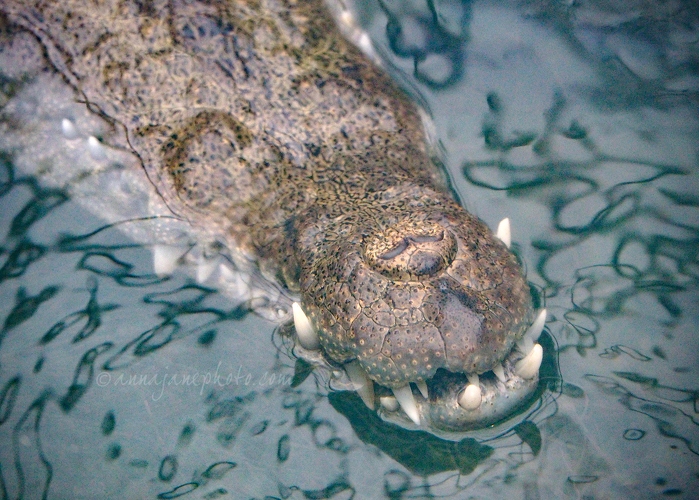 20181223-alligator-teeth.jpg