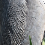 20200408-heron-feathers.jpg