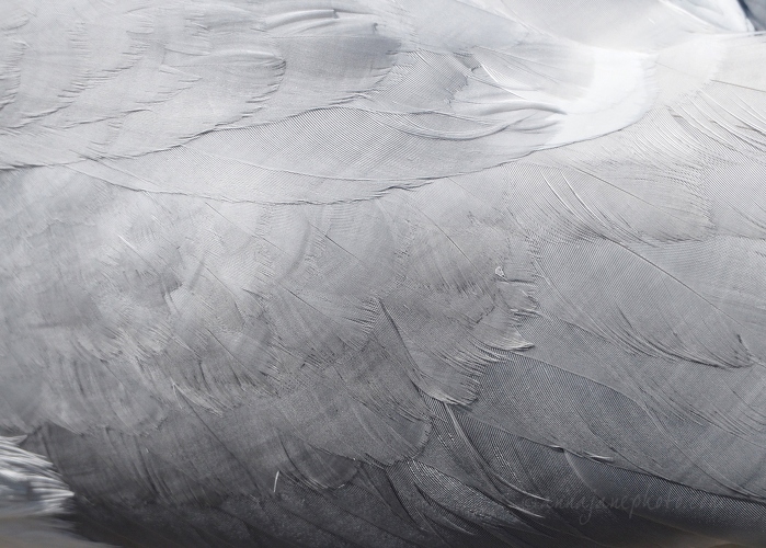 20200505-herring-gull-feathers.JPG