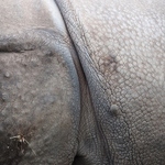 20211229-greater-one-horned-rhino-skin.jpg
