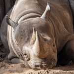20230403-black-rhino.jpg