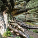 20230520-rocks-and-roots.jpg