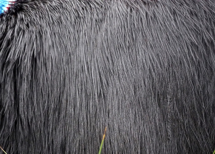 20240311-cassowary-feathers.jpg