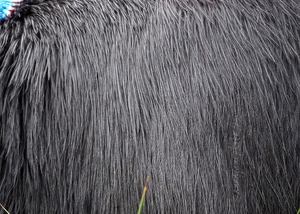 Cassowary Feathers