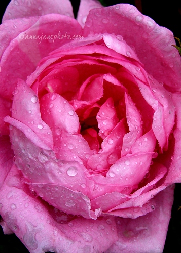 Rainy Rose - 20070528-rainy-pink-rose.jpg