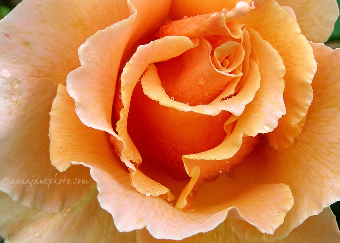 Rose - 20070715-peach-rose.jpg