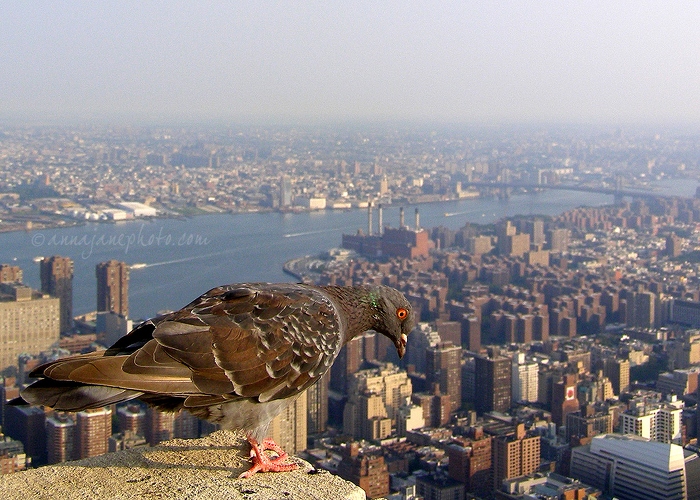 20070830-pigeon-empire-state-building.jpg
