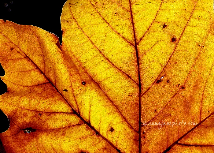 20071017-autumn-leaves-orange.jpg