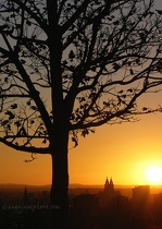 Tree & Liverpool at Sunset