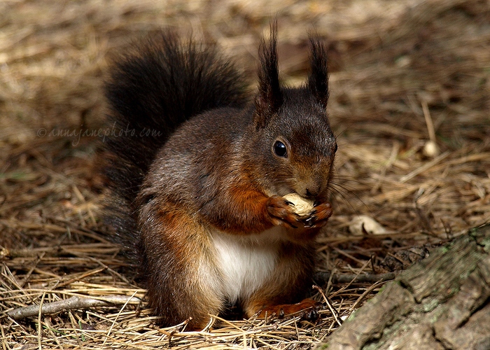 20080319-red-squirrel.jpg