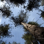 Pine Woods & Sky