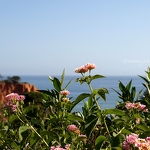 Flowers & Sea