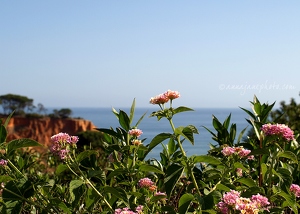 Flowers & Sea