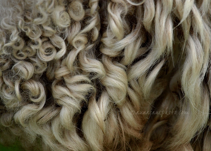 20081108-greyface-dartmoor-sheep-wool.jpg