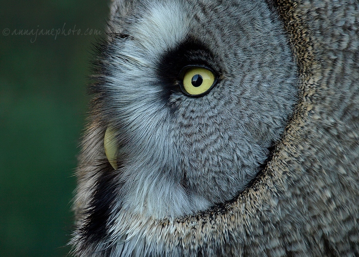 20081108-great-grey-owl-profile.jpg