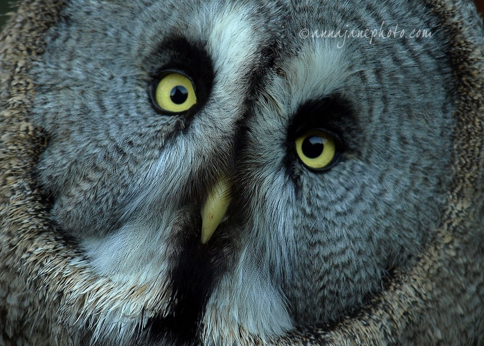 20081108-great-grey-owl.jpg