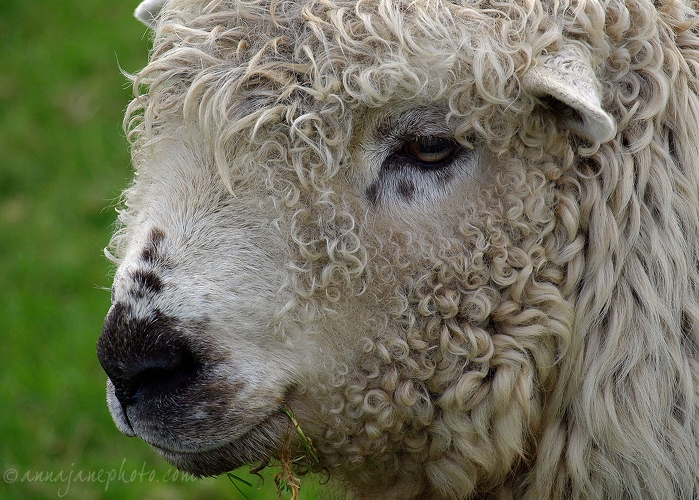 20081108-greyface-dartmoor-sheep.jpg