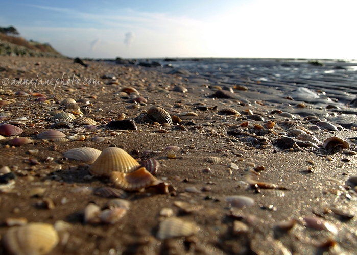 Deeside Beach - 20090128-deeside-beach-shells.jpg