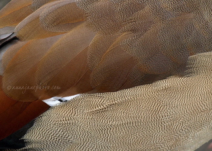 20090228-egyptian-goose-feathers.jpg
