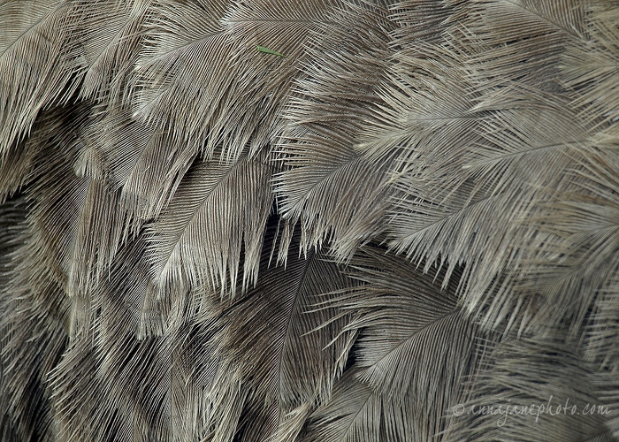 20090403-ostrich-feathers.jpg