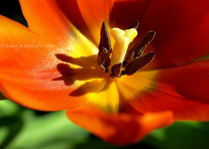 Tulip - 20090404-red-tulip.jpg