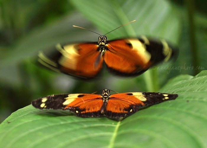 20091017-butterflies.jpg