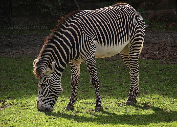 20091017-grevys-zebra.jpg