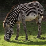 Grévy's Zebra
