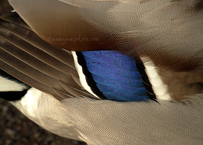 20091218-mallard-drake-feathers.jpg