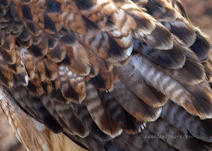 Red Tail Buzzard