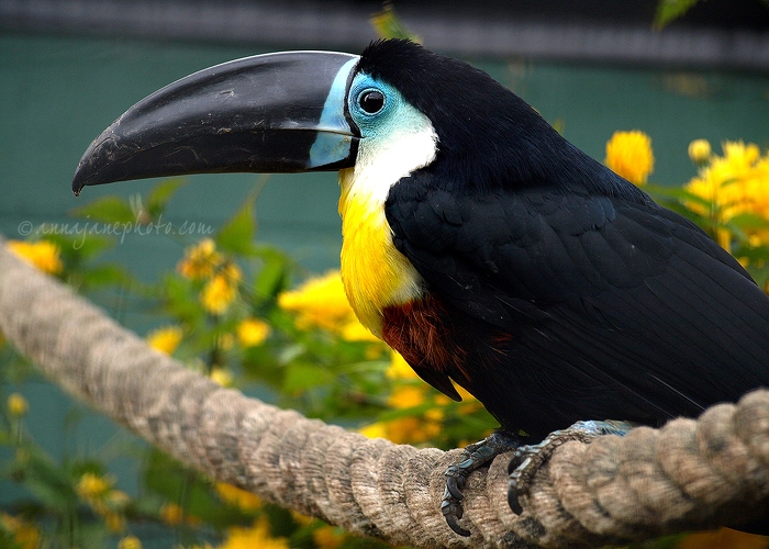 20100502-channel-billed-toucan.jpg