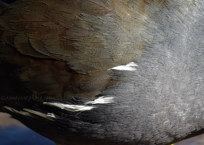 20100528-moorhen-feathers.jpg