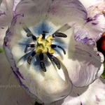 Purple & White Tulip