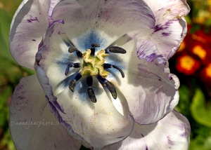 Purple & White Tulip