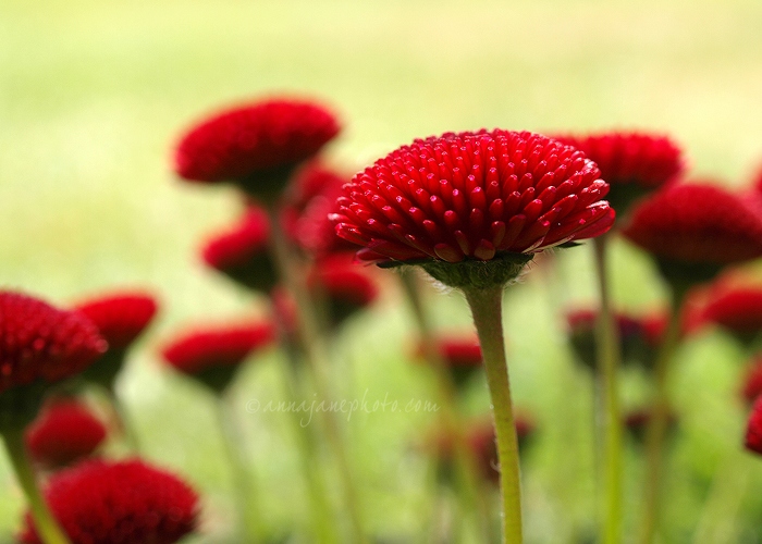 Red Flowers - 20100515-red-flowers.jpg