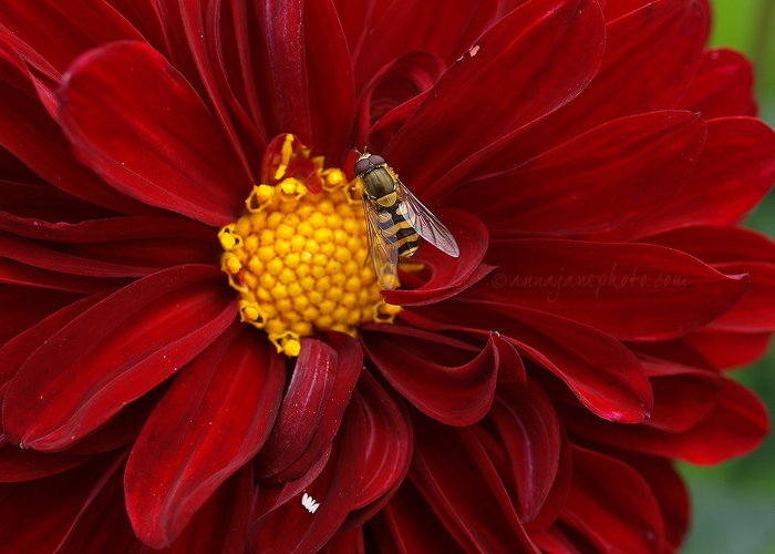 20100731-red-yellow-flower.jpg