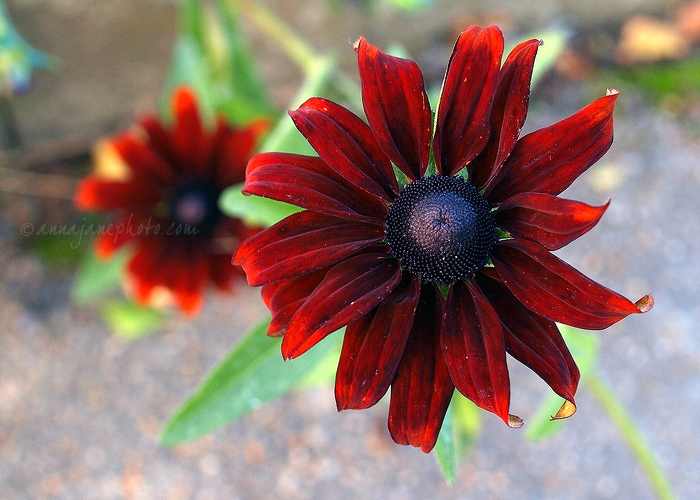 20101024-red-flowers.jpg