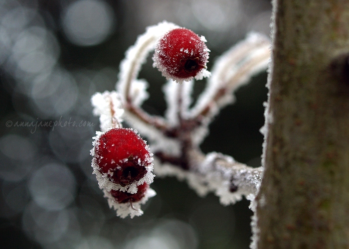 Frosty Berries - 20101206-frosty-berries.jpg