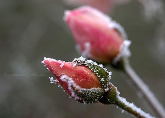 Frozen Rosebuds - 20101206-frozen-rosebuds.jpg