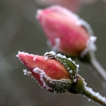 Frozen Rosebuds