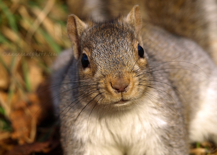 20101207-grey-squirrel.jpg