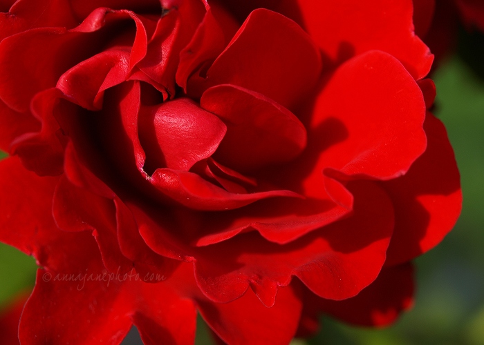 Red Rose - 20110730-red-rose.jpg