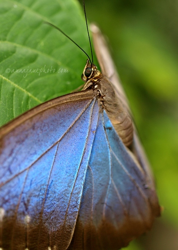20110930-blue-morpho-butterfly.jpg