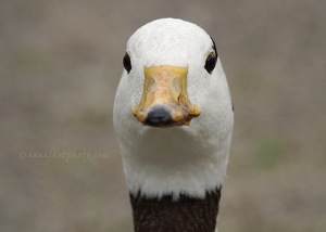 Bar-Headed Goose